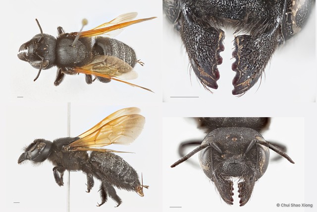 Megachile (Creightonella) atrata • © Chui Shao Xiong • All Rights Reserved