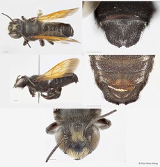Megachile (Creightonella) atrata • © Chui Shao Xiong • All Rights Reserved
