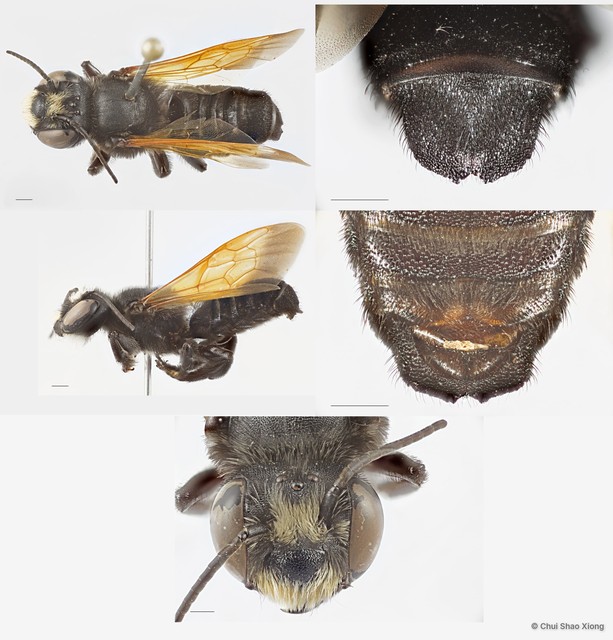 Megachile (Creightonella) atrata