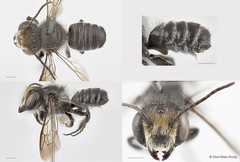 Megachile (Aethomegachile) borneana