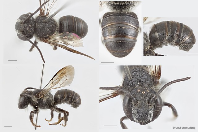 Megachile (Carinula) butteli • © Chui Shao Xiong • All Rights Reserved