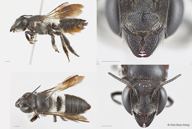 Megachile (Aethomegachile) conjuncta • © Chui Shao Xiong • All Rights Reserved