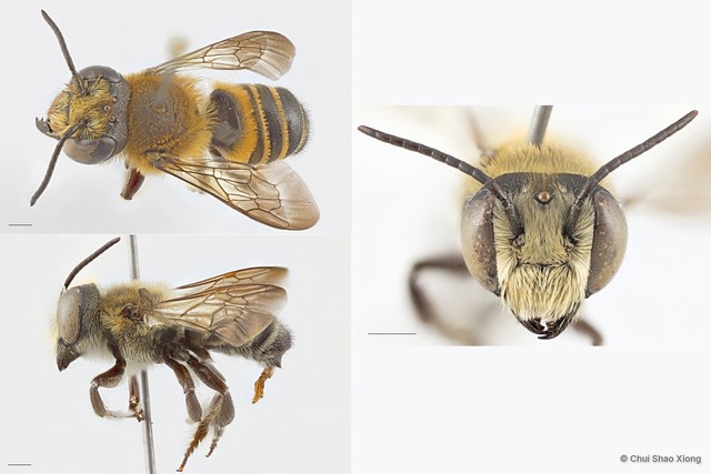 Megachile (Aethomegachile) conjuncta