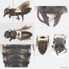 Megachile (Callomegachile) disjuncta