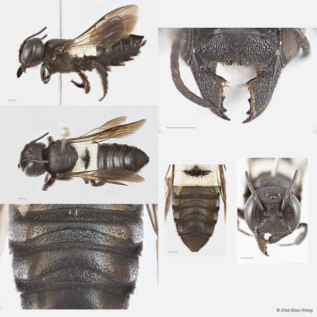 Megachile (Callomegachile) disjuncta • © Chui Shao Xiong • All Rights Reserved