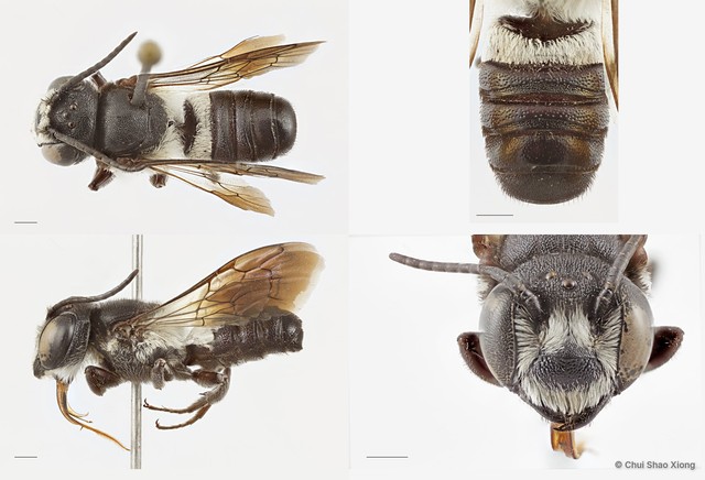 Megachile (Callomegachile) disjuncta