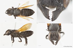Megachile (Callomegachile) fulvipennis