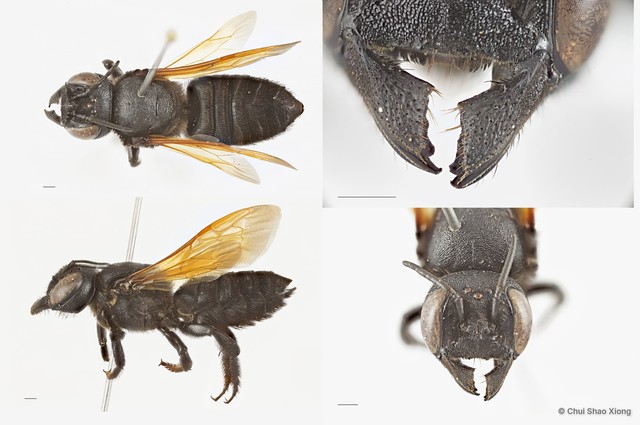 Megachile (Callomegachile) fulvipennis • © Chui Shao Xiong • All Rights Reserved