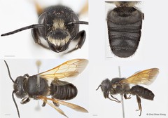Megachile (Callomegachile) fulvipennis • © Chui Shao Xiong • All Rights Reserved