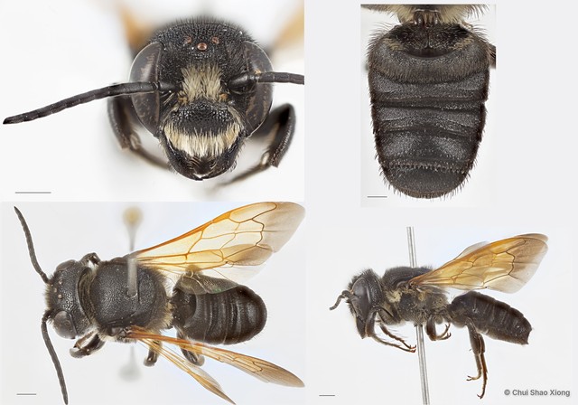 Megachile (Callomegachile) fulvipennis