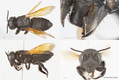 Megachile (Callomegachile) indonesica