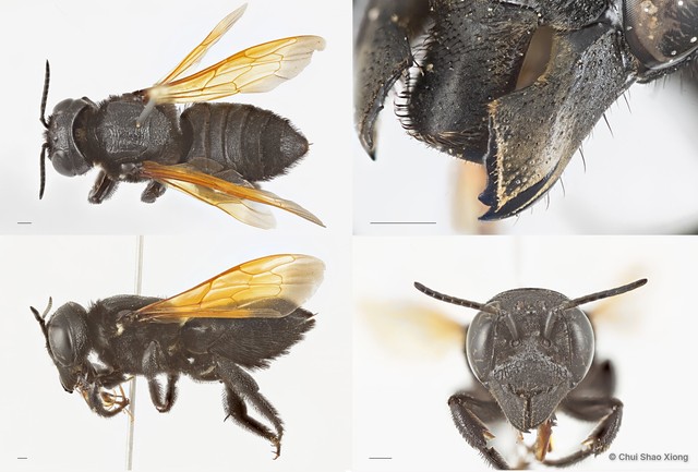 Megachile (Callomegachile) indonesica • © Chui Shao Xiong • All Rights Reserved