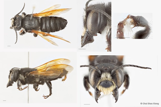 Megachile (Callomegachile) indonesica