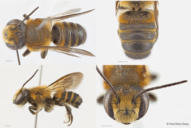 Megachile (Aethomegachile) laticeps