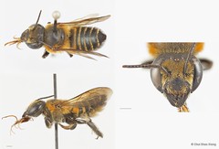 Megachile (Aethomegachile) laticeps • © Chui Shao Xiong • All Rights Reserved