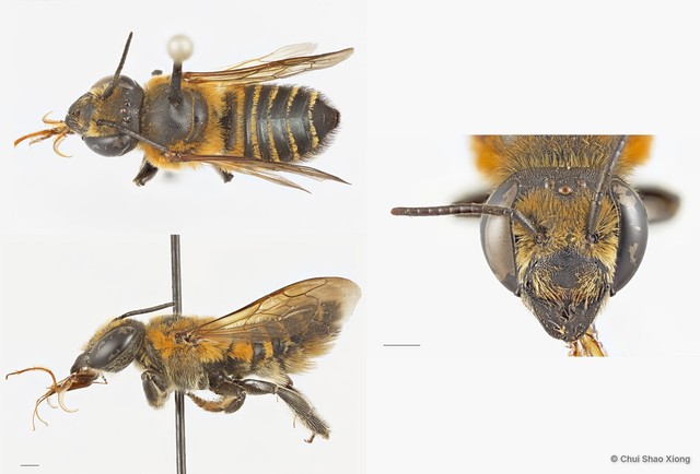 Megachile (Aethomegachile) laticeps • © Chui Shao Xiong • All Rights Reserved