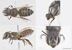 Megachile (Chelostomoda) moera