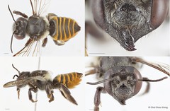 Megachile (Aethomegachile) ramera