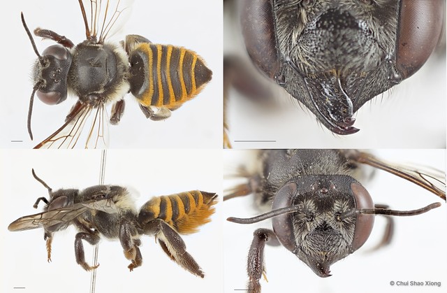 Megachile (Aethomegachile) ramera • © Chui Shao Xiong • All Rights Reserved