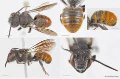 Megachile (Callomegachile) stulta • © Chui Shao Xiong • All Rights Reserved