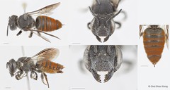 Megachile (Callomegachile) stulta