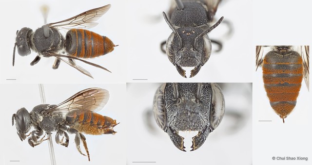 Megachile (Callomegachile) stulta • © Chui Shao Xiong • All Rights Reserved