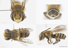 Megachile (Eutricharaea) subrixator • © Chui Shao Xiong • All Rights Reserved