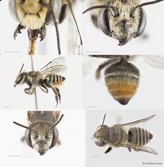 Megachile (Eutricharaea) subrixator