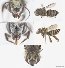 Megachile (Anodonteutricharaea) tricincta