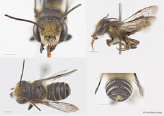 Megachile (Anodonteutricharaea) tricincta • © Chui Shao Xiong • All Rights Reserved