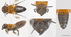 Megachile (Callomegachile) umbripennis