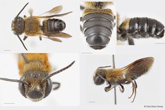 Megachile (Callomegachile) umbripennis • © Chui Shao Xiong • All Rights Reserved