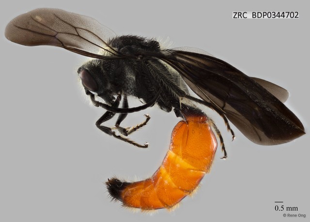 Mutillidae sp. "ZRCBDP0344702" • © Rene Ong • All Rights Reserved