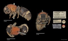 Odontomutilla familiaris • © Ang Yuchen • All Rights Reserved