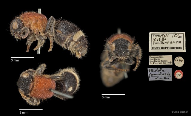 Odontomutilla familiaris • © Ang Yuchen • All Rights Reserved