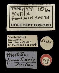 Odontomutilla familiaris • All Rights Reserved Museum Label
