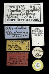 Promecidia saturnia • All Rights Reserved Museum Label