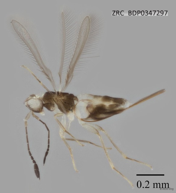 Mymaridae sp. "ZRCBDP0347297" • © Rene Ong • All Rights Reserved