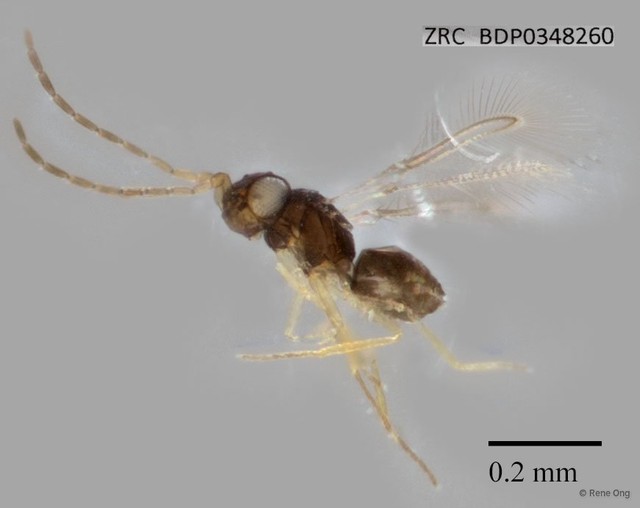Mymaridae sp. "ZRCBDP0348260" • © Rene Ong • All Rights Reserved