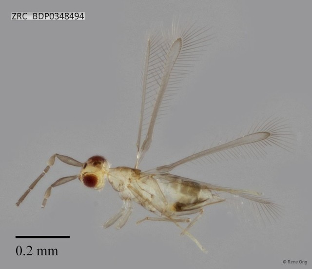 Mymaridae sp. "ZRCBDP0348494" • © Rene Ong • All Rights Reserved