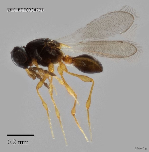 Platygastridae sp. "ZRCBDP0334231" • © Rene Ong • All Rights Reserved