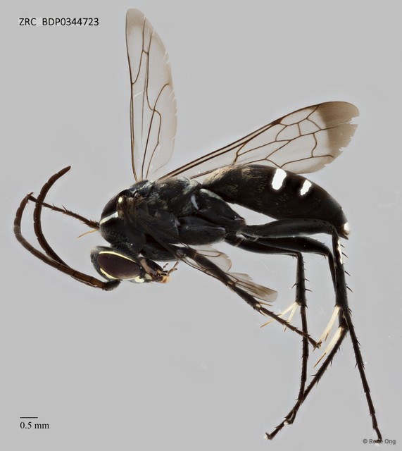 Pompilidae sp. "ZRCBDP0344723" • © Rene Ong • All Rights Reserved
