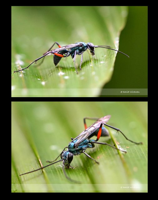 Auplopus sp. "108f7a30" • © David Wirawan • All Rights Reserved