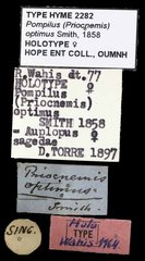 Cyphononyx optimus • All Rights Reserved Museum Label