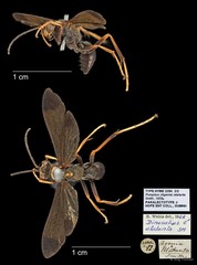 Dinosalius atalanta • © Ang Yuchen • All Rights Reserved