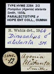 Dinosalius atalanta • All Rights Reserved Museum Label