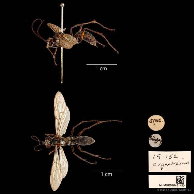 Paragenia argentifrons • © Wan FA Jusoh • CC BY 4.0