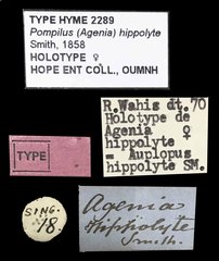 Pseudagenia hippolyta • All Rights Reserved Museum Label