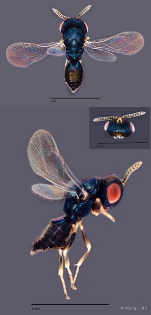 Pachyneuron leucopiscida • © Wong Jinfa • All Rights Reserved