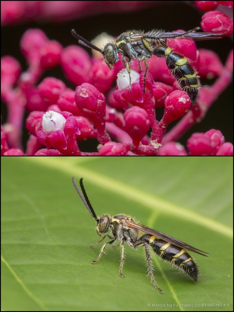 Phalerimeris phalerata • © Marcus Ng Fu Chuan • CC BY-NC-ND 4.0